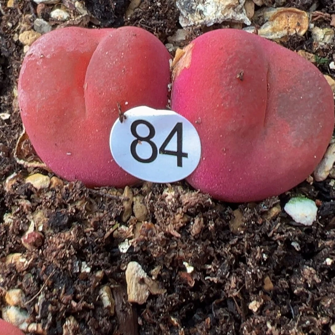 多肉植物111111111111111111