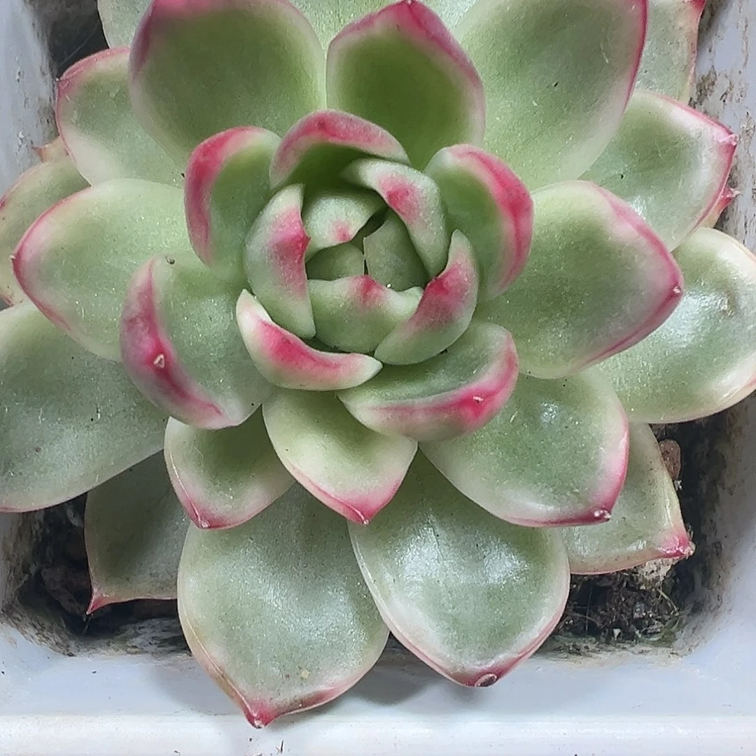 珍妮锦多肉植物锦