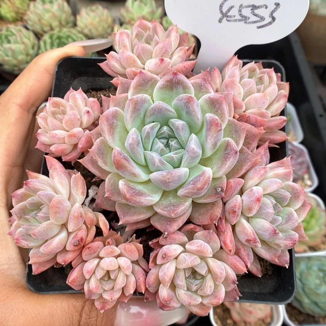 八头糖心粉魄群生4553号