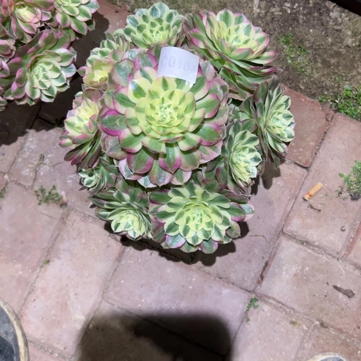 187玉姿、多肉植物