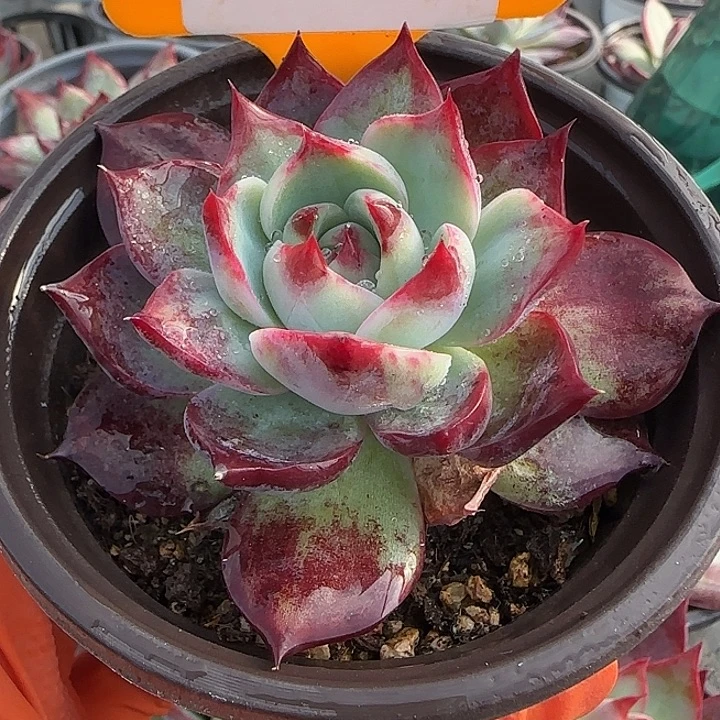 98 惊鸿仙子多肉植物7-9cm