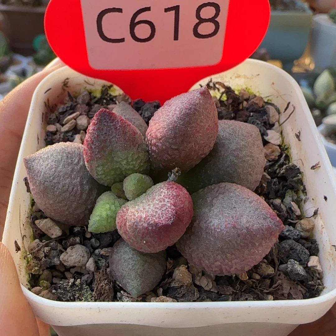 福利多肉水泡。    618。