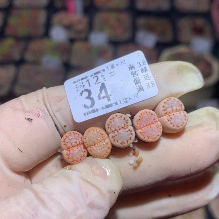 趣**多精品生石花121.34