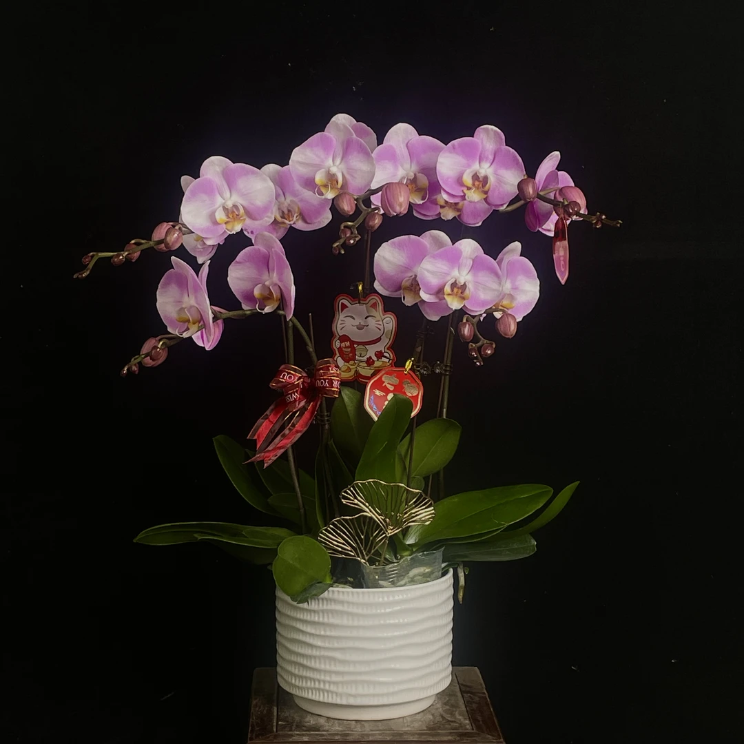 【明星】室内 蝴蝶兰花 盆栽开花株 四季好养护绿植叶片