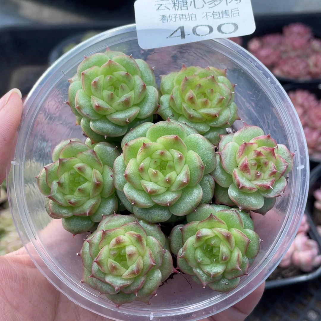 云糖心多肉植物400