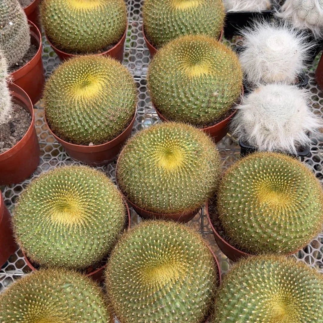 金雪光随机一颗。