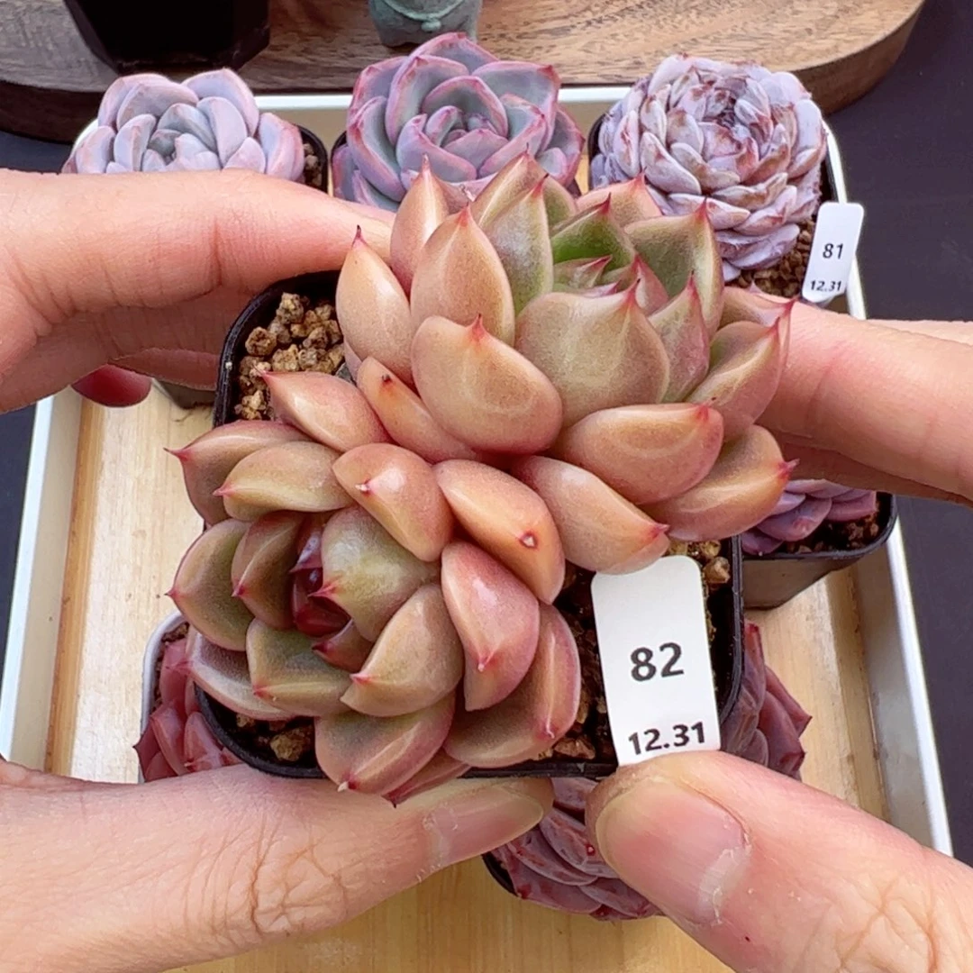 好好看82、哈哈哈哈