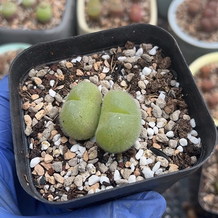 脱土发，满28包邮。毛翠滴