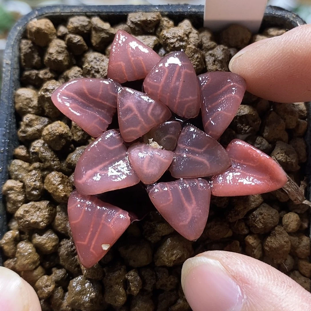 196实生克十二卷多肉