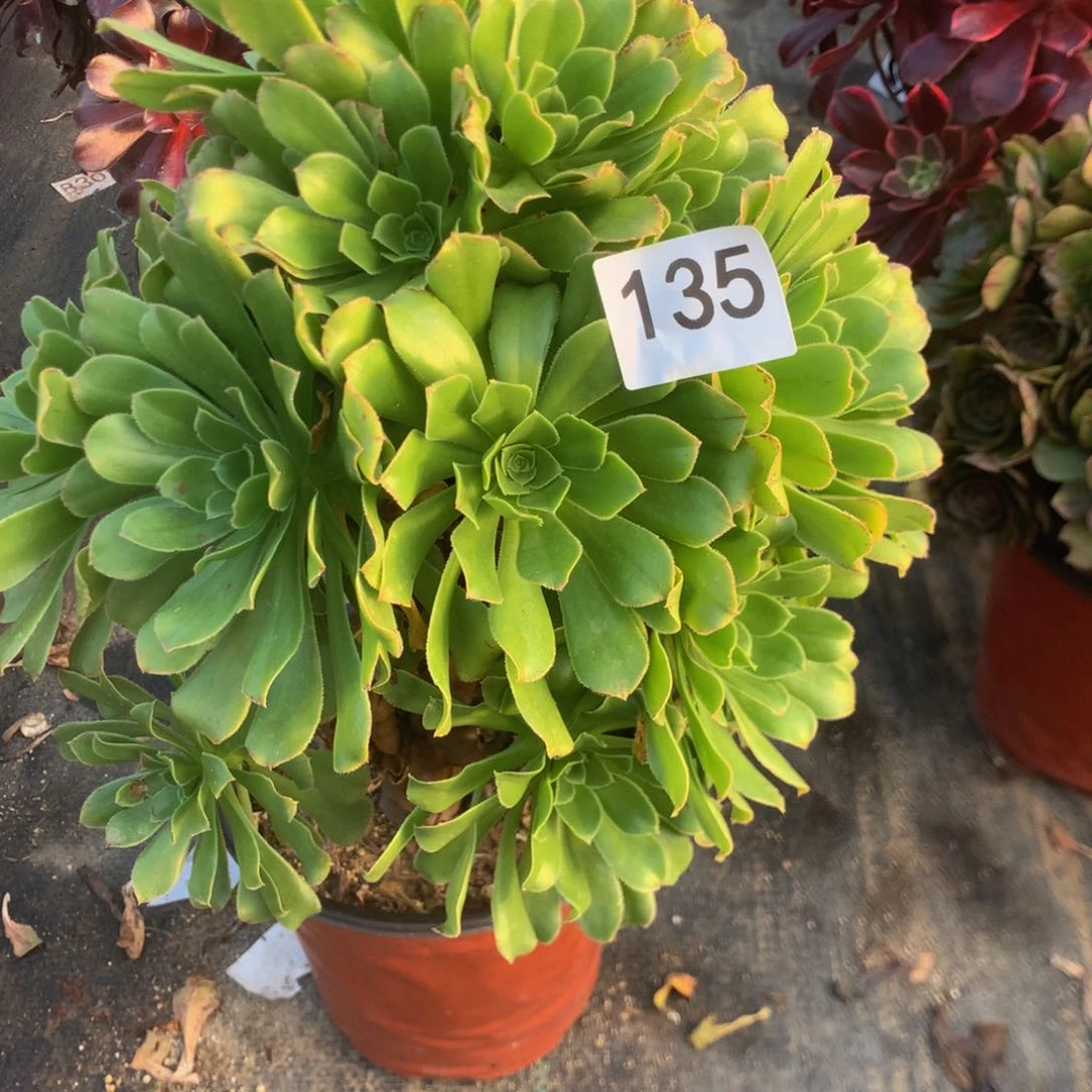 ༄****135火焰杯多肉植物