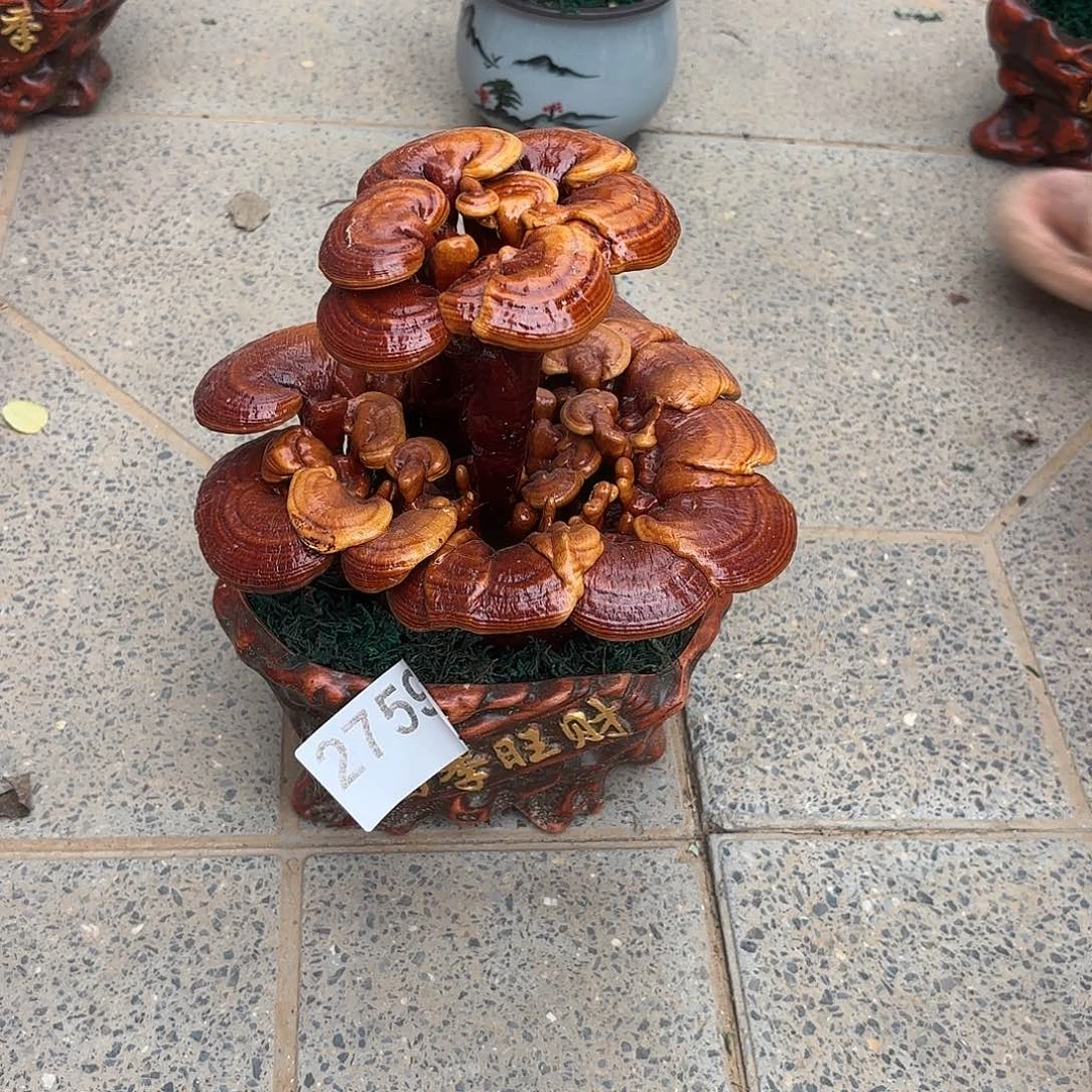 无花朵灵芝是我国著名植物
