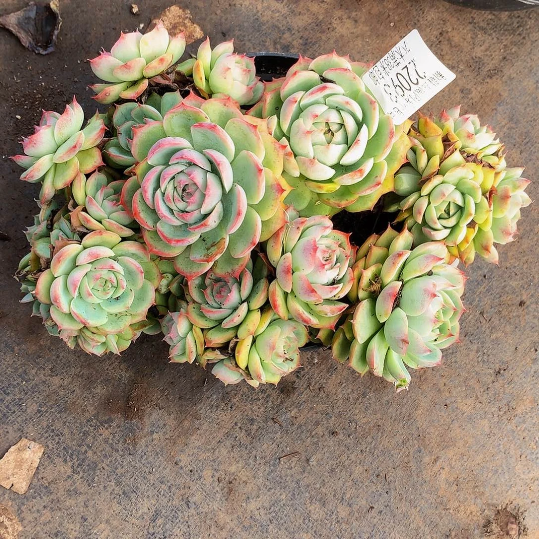 麦***子   侧影多肉22093