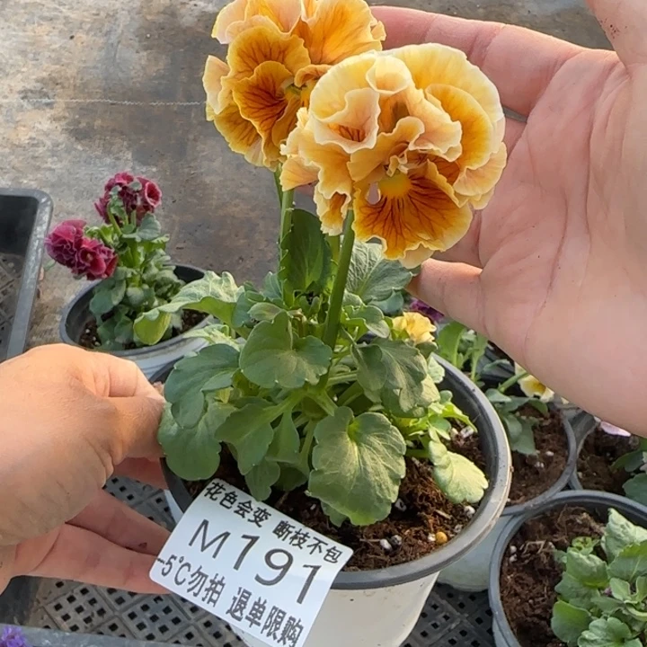 水***糖无花朵M191角堇小苗一物一拍默认苗晃