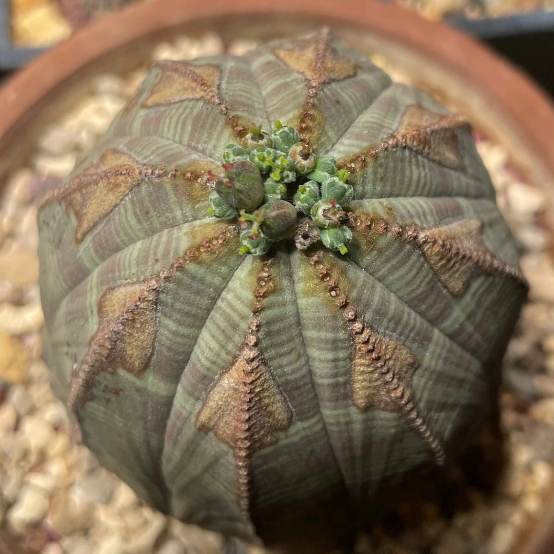 布纹球实生 大戟科 块根多肉植物 随机发 满28包邮非偏远地区