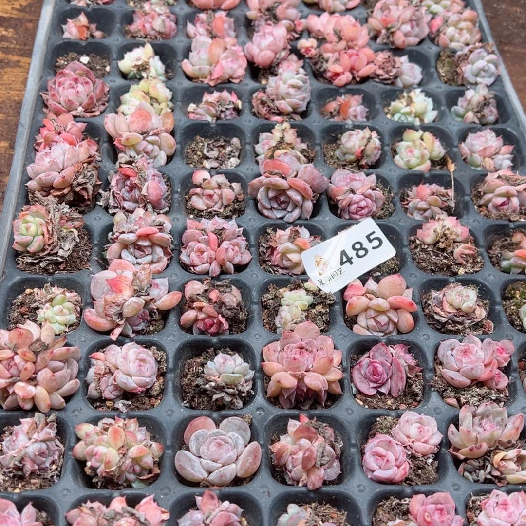 ❦****二多肉植物多肉植物