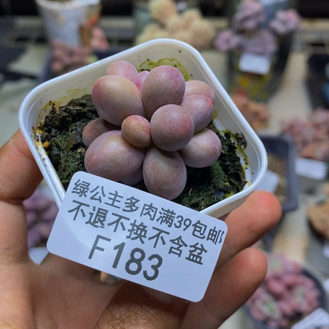 183糖果美人多肉3cm