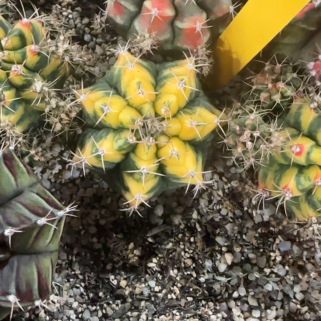 L909-0103泰国发货