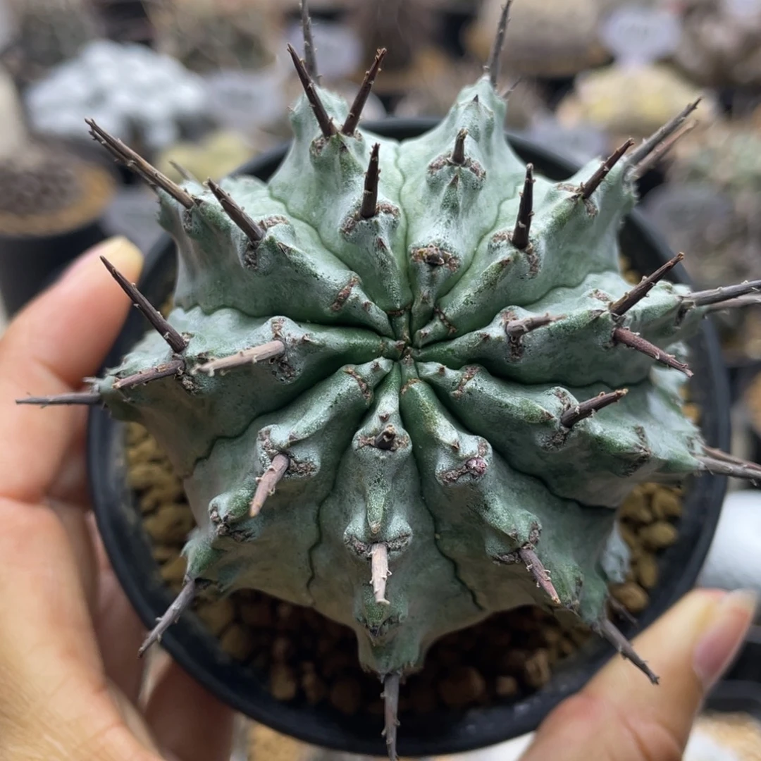 白衣魁伟玉         自根