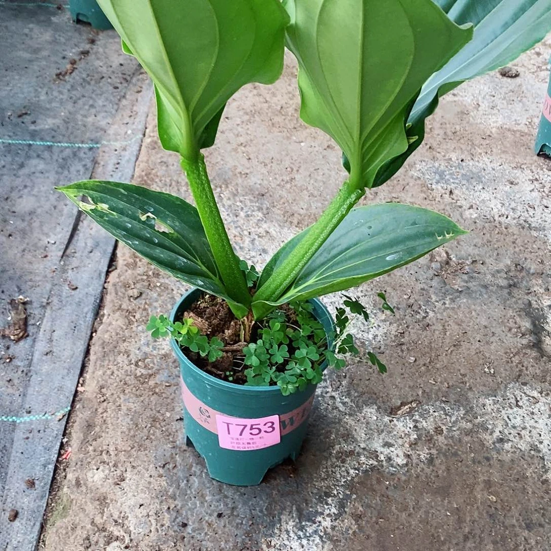 用****6木本花卉753
