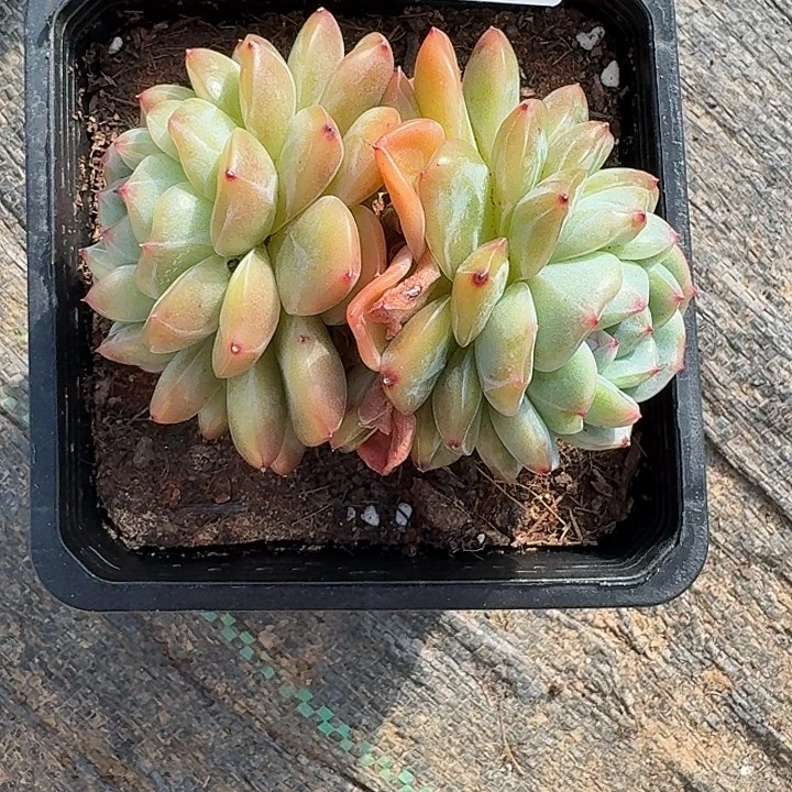 不***调精品多肉植物冠服7厘米