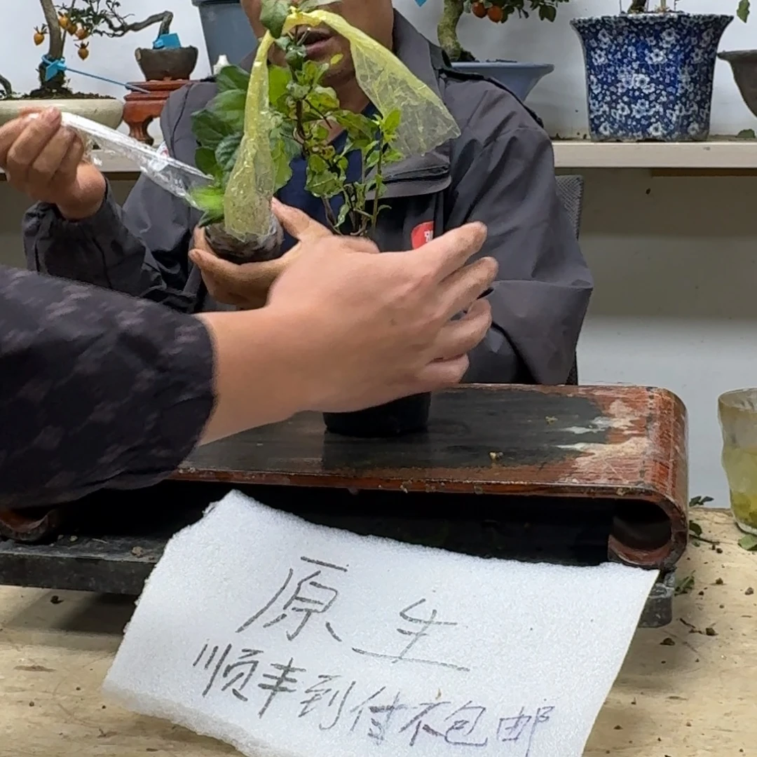 路***你无花朵649顺丰到付不包邮