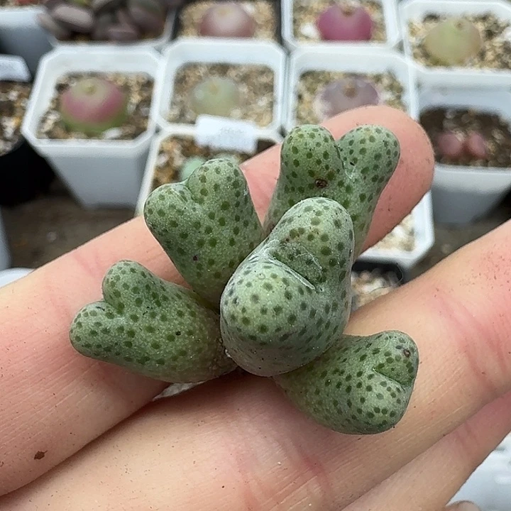 老马生石花955d斑马1963