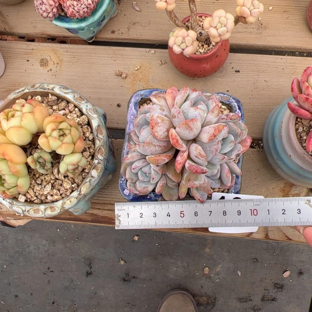 ?**?104 多肉植物组合盆栽