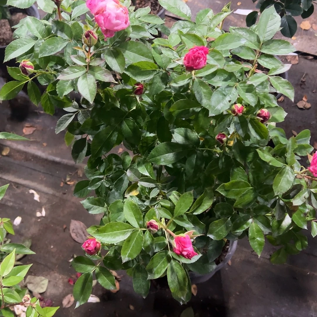 无花朵一物一拍78号