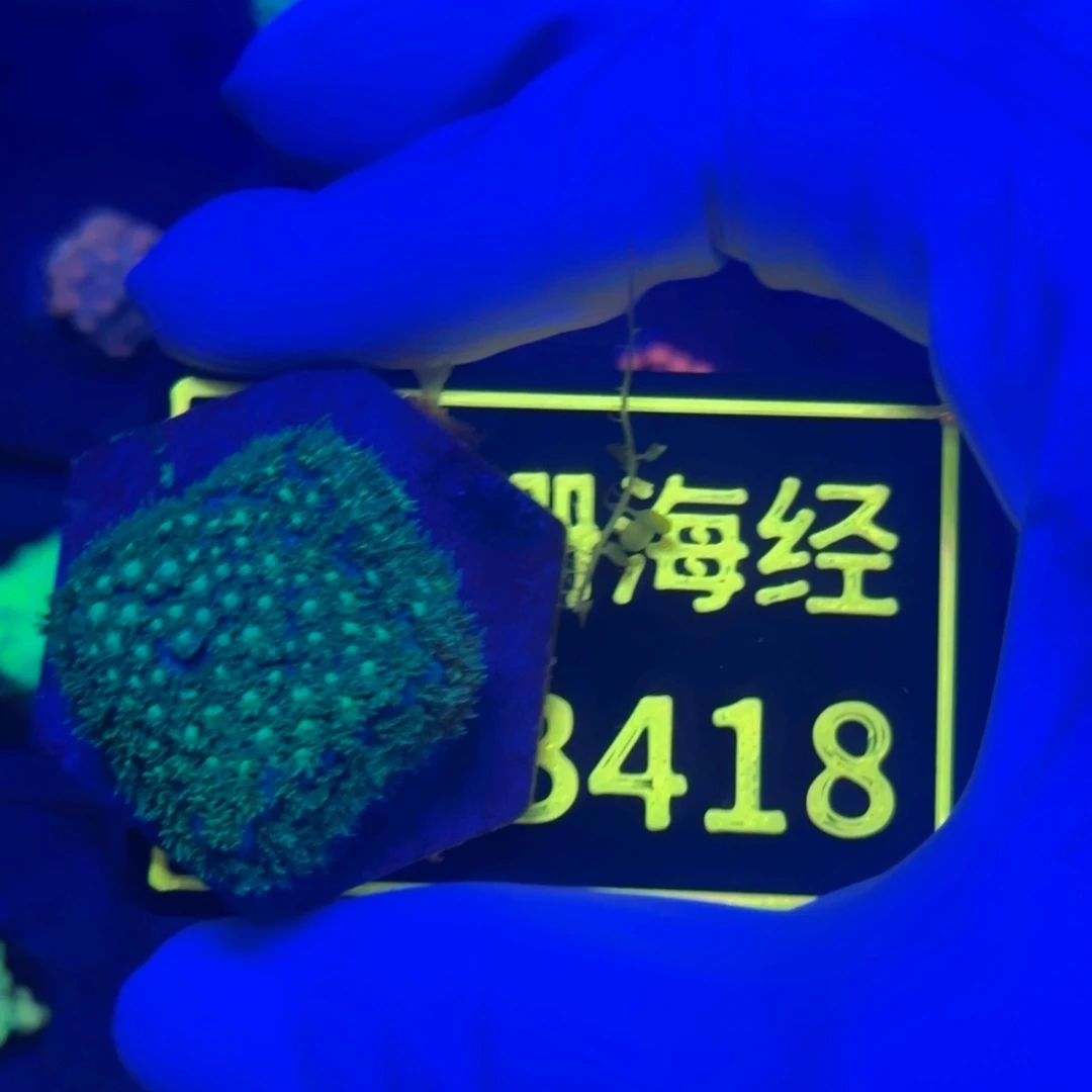 Y***.纽扣珊瑚又又不包邮微孔B418