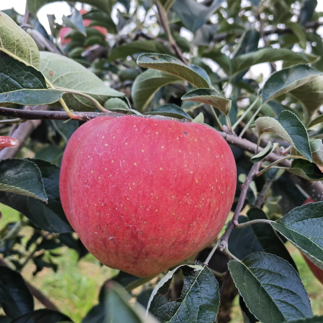 (云南昭通红露)云南昭通丑苹果，脆甜多汁，果园新鲜采摘直发