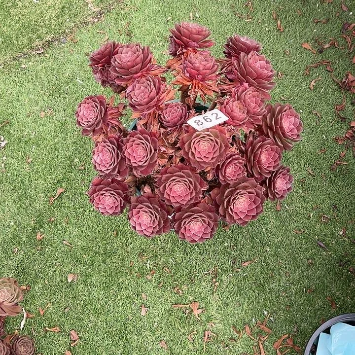 无花朵用****0862桃花石快递费