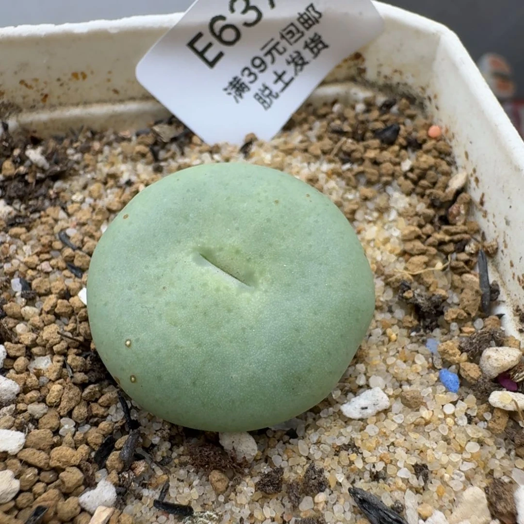 637哈哈哈哈哈哈哈