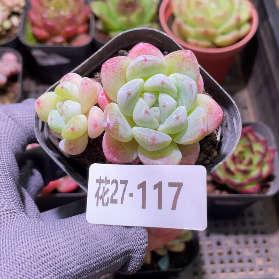 花利美27-117冰玉