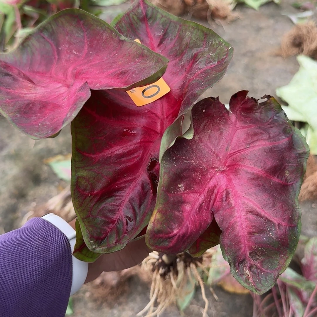 完全开放1500热浪裸球不售后