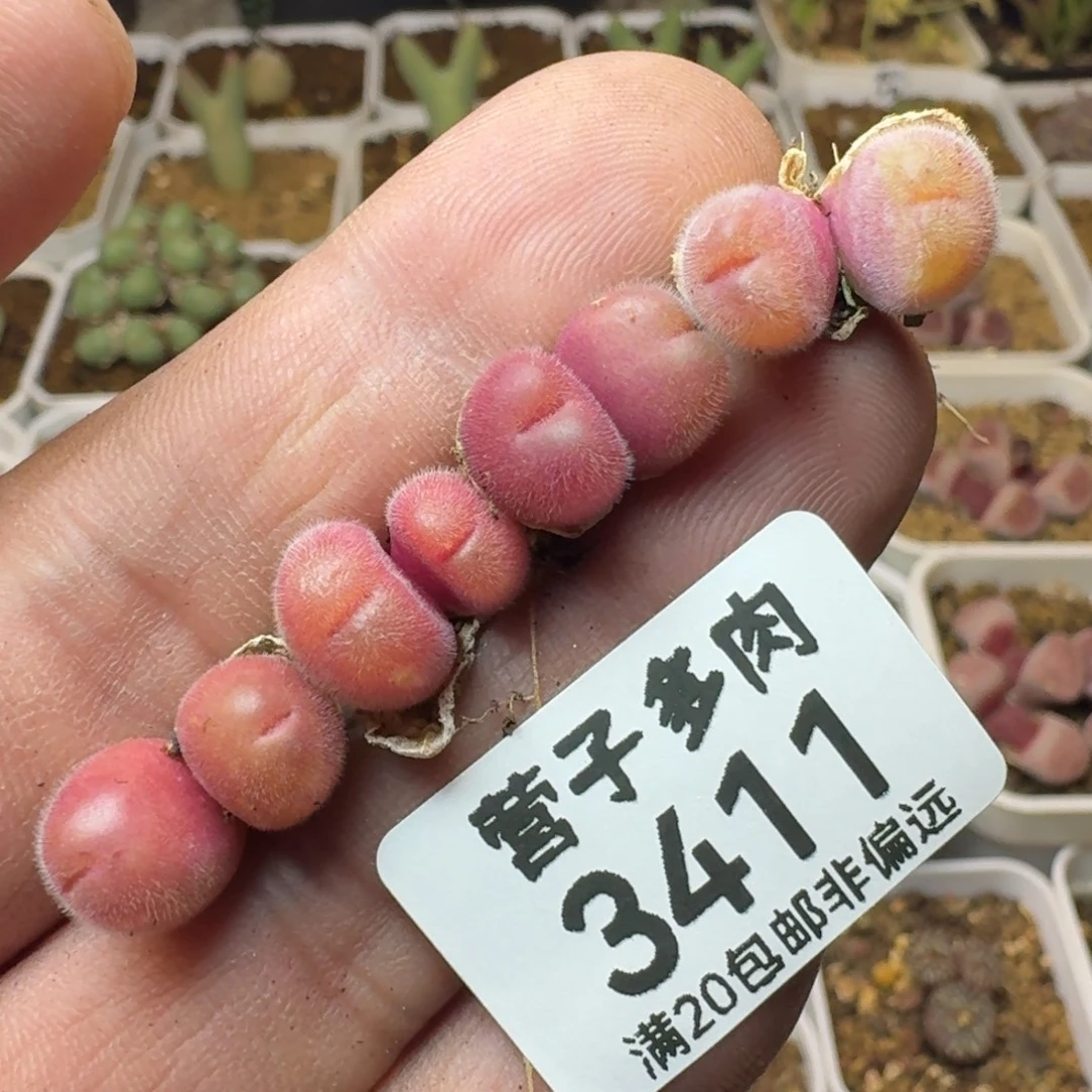 长毛翠滴。    4颗双头。