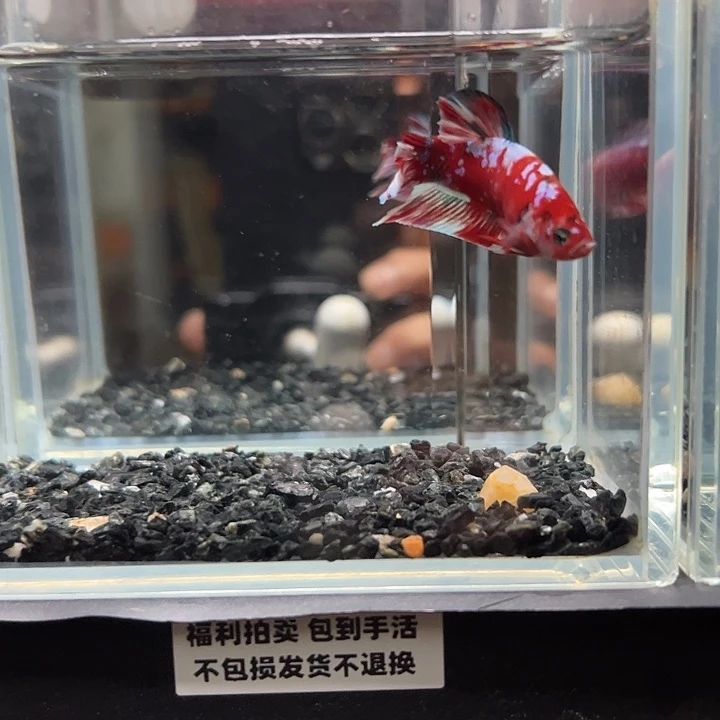 斗鱼竞拍跑单拉黑11日18