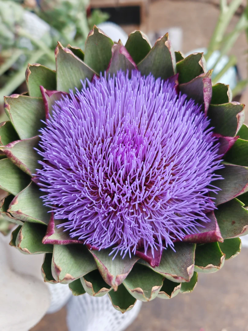 落地款洋蓟鲜切花可做干花稀有小众好养活