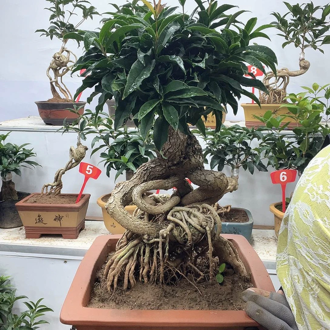 当前无花栽培后可以开花