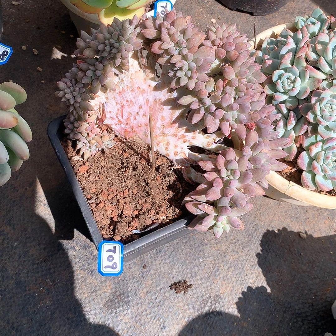 709所罗门 一物一拍多肉