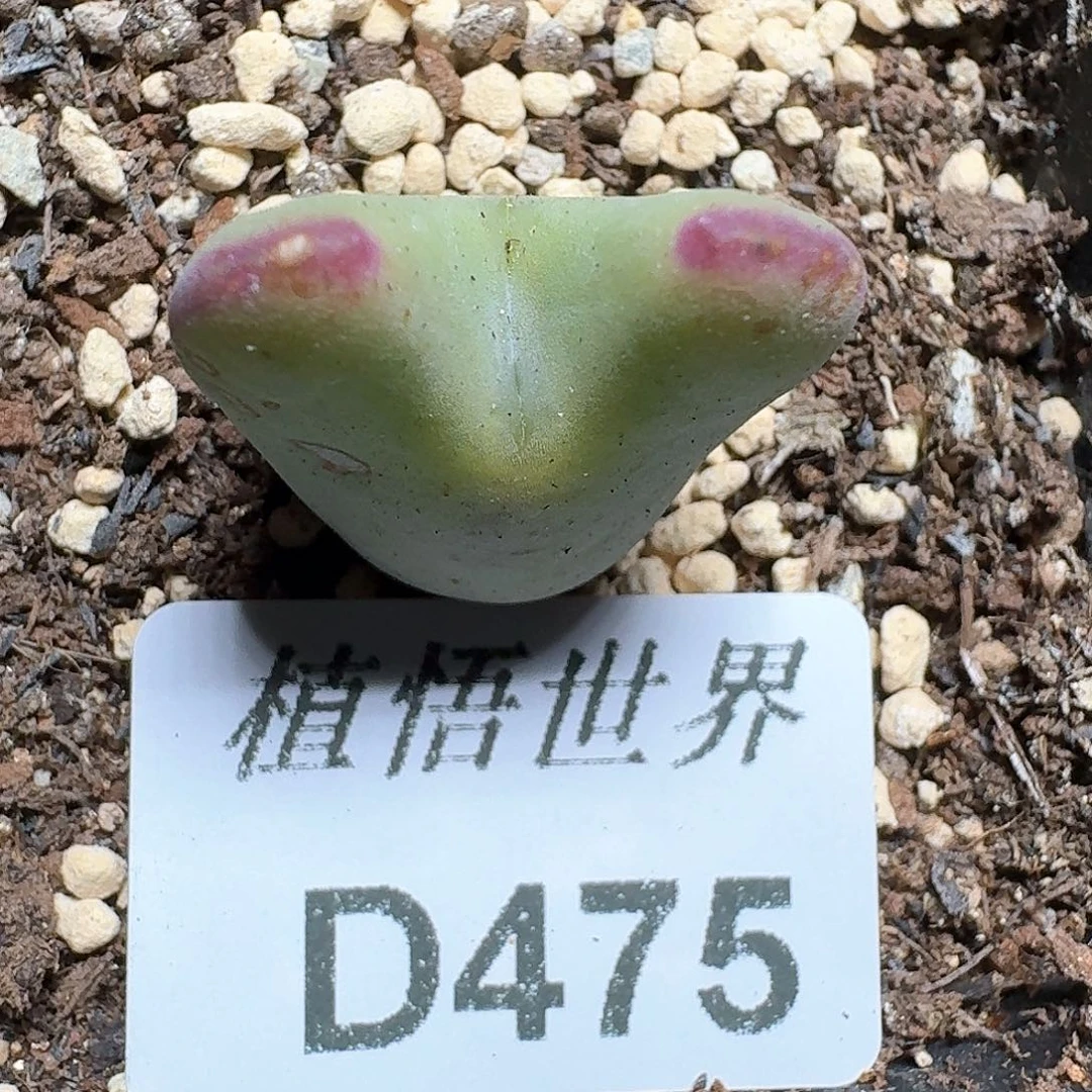 475号多肉植物哇d c