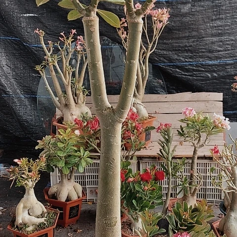 【闪购商品】鲁****?绿植