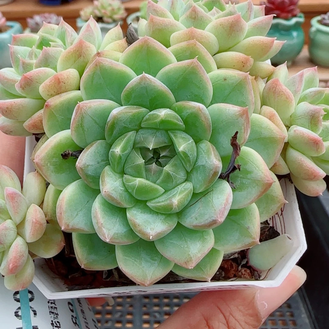 花语逸镜1011-183溏心珍妮