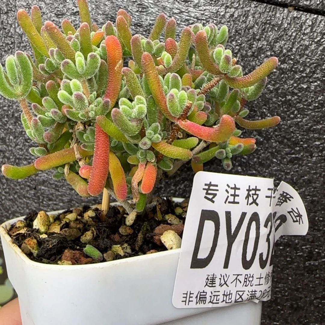 dy0320荔枝福利一物一拍