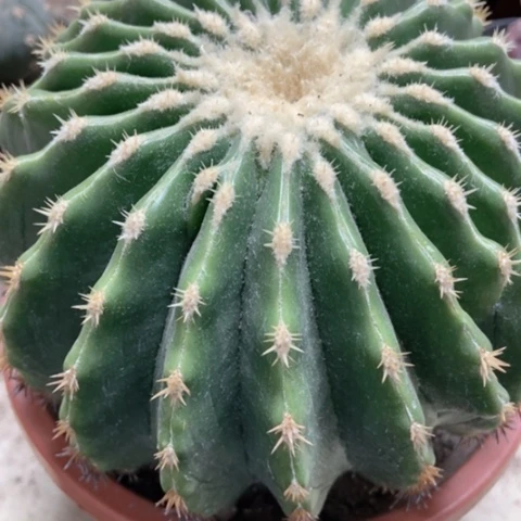 楼虎仙人球60米仙人球