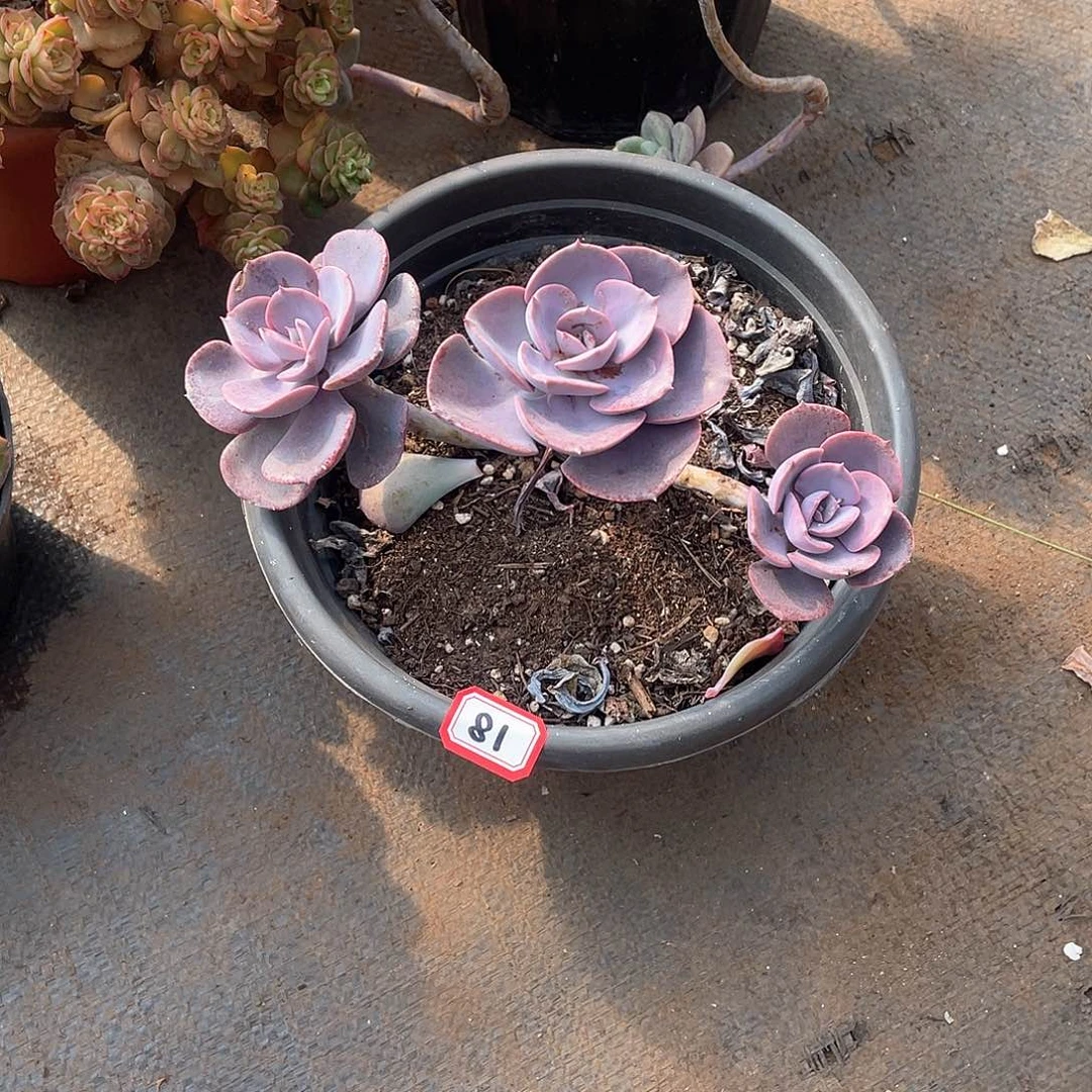 81尘埃玫瑰 一物一拍多肉