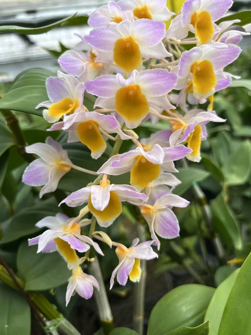 石斛  《红灯笼》 （灯笼花 ，花朵大 ）实物  已种植成活