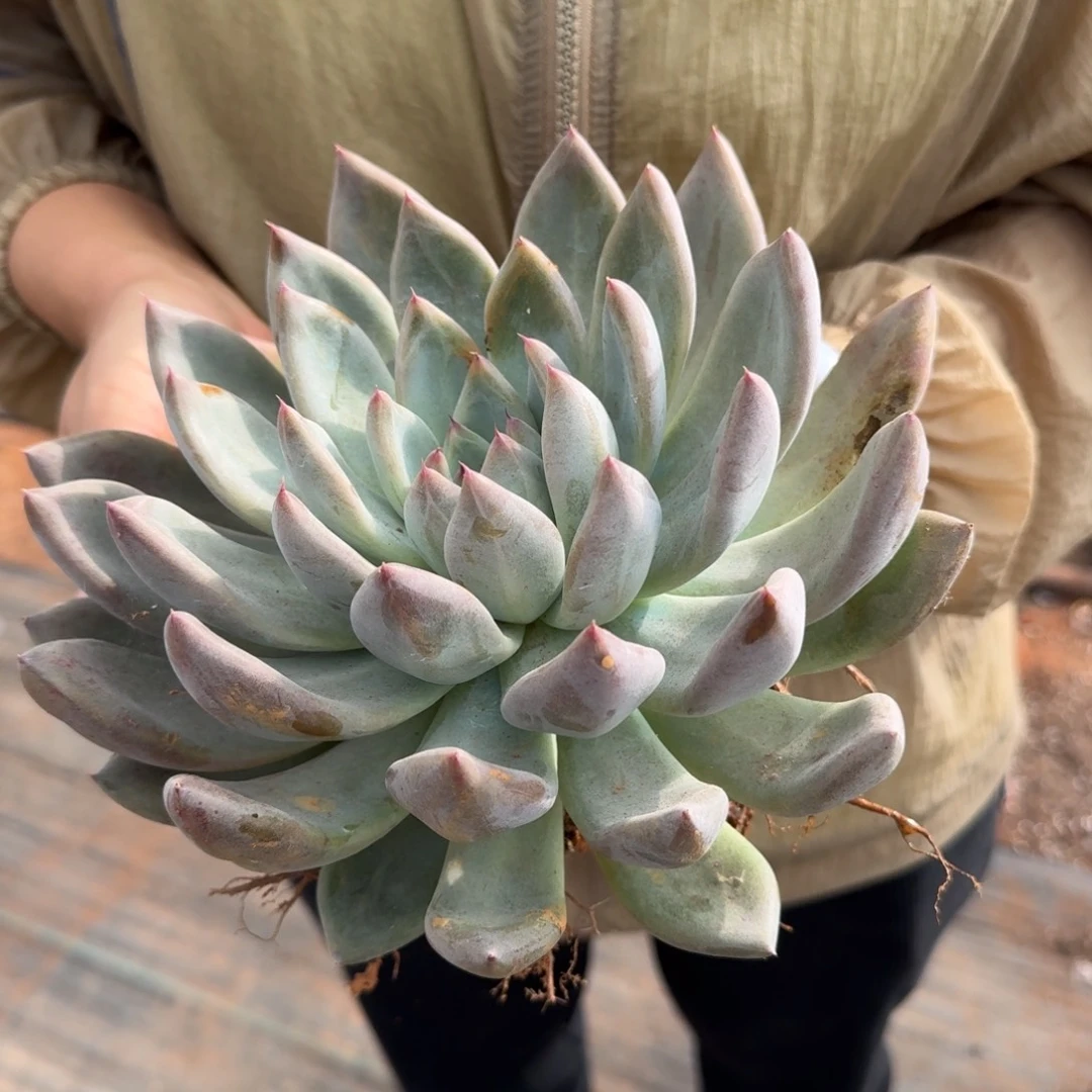 婚戒一颗量拍发货