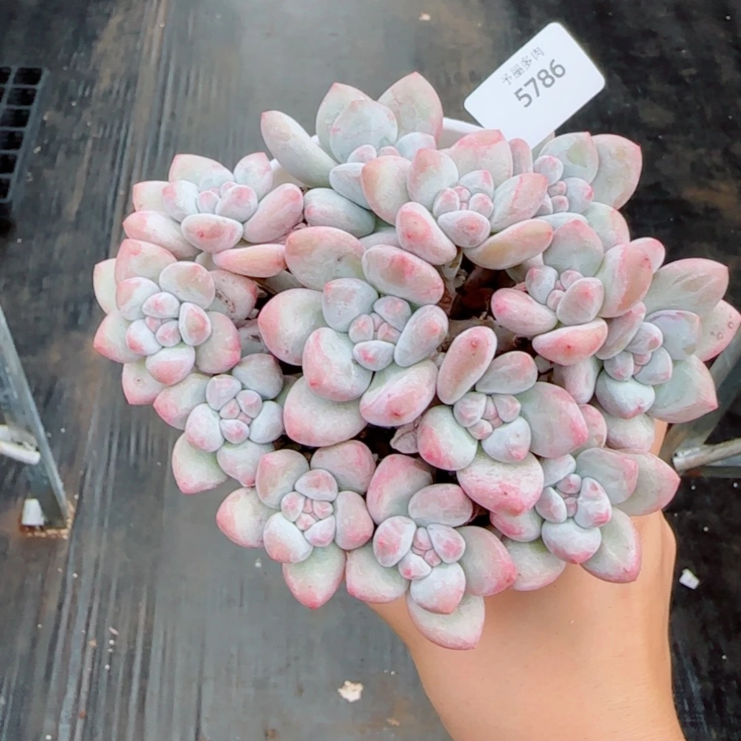 小脸香水群，5786多肉植物