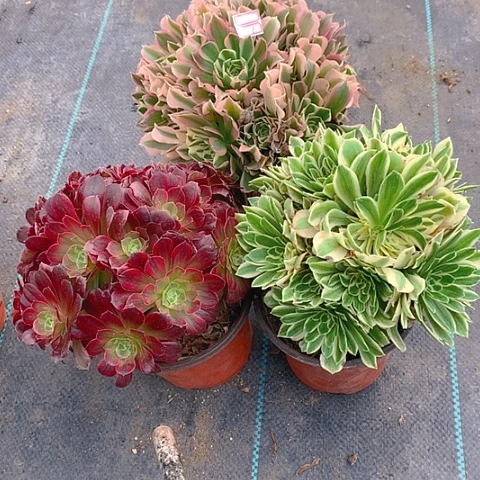 303法师3棵多肉植物