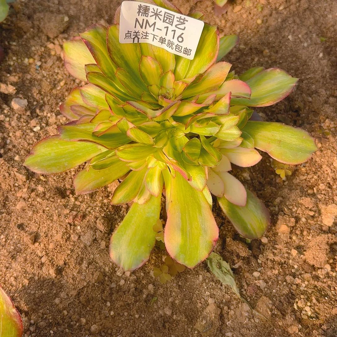 绍七彩多肉植物116